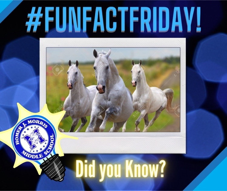 fun fact